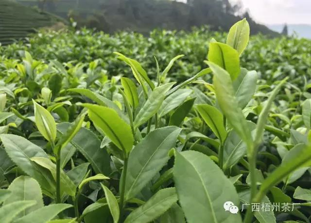 微信圖片_20190618115504_副本.jpg